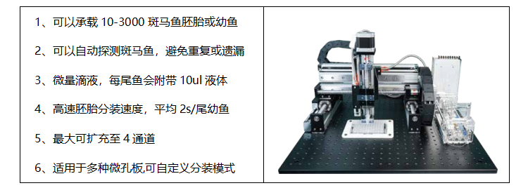湖州斑马鱼